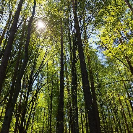 Przy Lesie Villa Białowieża Buitenkant foto